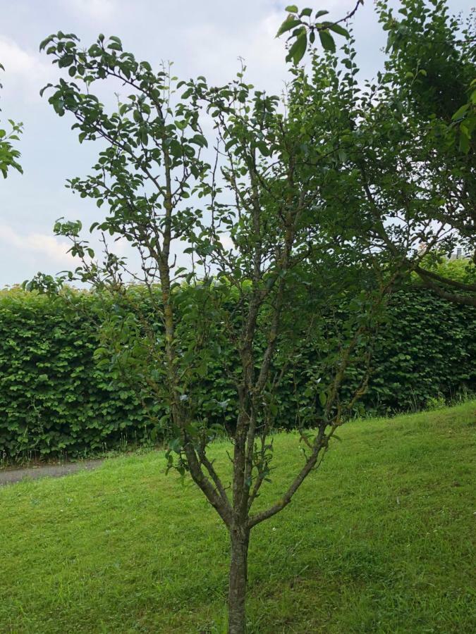 Aux Lettres Du Lavoir La Rivière-Saint-Sauveur Eksteriør bilde